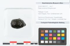 Foto (Objekt + Etikett) von Elaeis eocenica Ettingshausen (NHMW-GEO-2024-0188-9137)